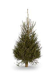Sapin épicea 100/150 cm