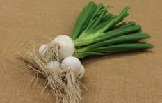 Oignons Botte la botte