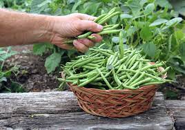 Haricots verts frais bio