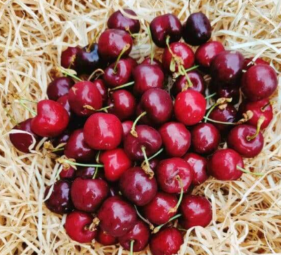 Cerises 250g