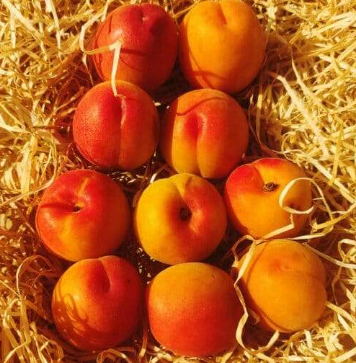 Abricots 650g
