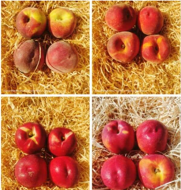 Pêches/Nectarines 700g (blanches/jaunes ou plates)