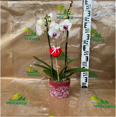 ORCHIDEE+CACHE POT 28.00€