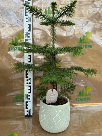 Araucaria sans cache pot 18.00€