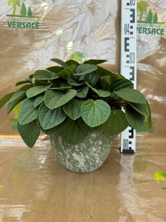 Pepêromia sans cache pot 18.50€