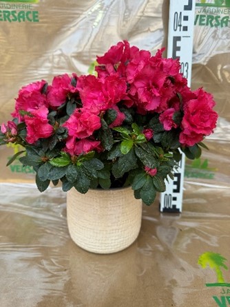 Azalée sans cache pot 9.85€