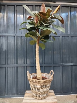 Cache pot sans ficus elastica 130 cm 33.00€