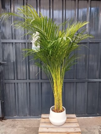 Cache pot sans Areca Dypsis 110 cm 28.00€