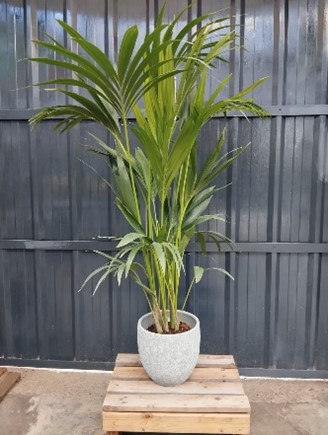 Cache pot sans Kentia 130 cm 27.40€