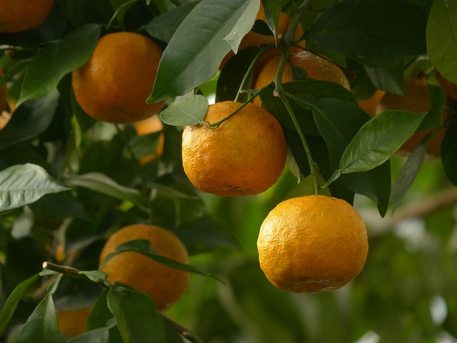Orange amère