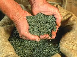 Lentilles verte BIO 500g du Verger de Candie