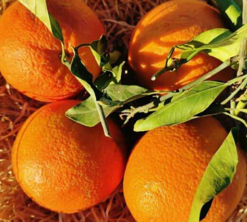 Oranges feuilles 1.5 Kg