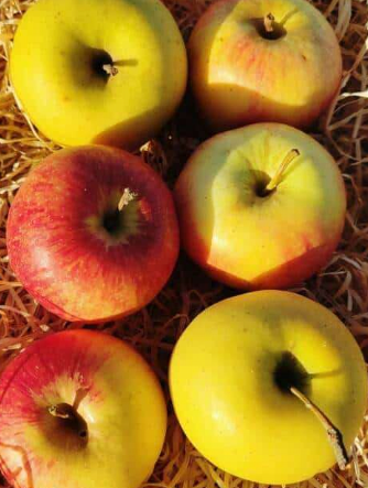 Pommes kg