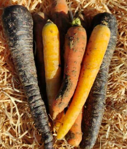 Carottes colorées 650g