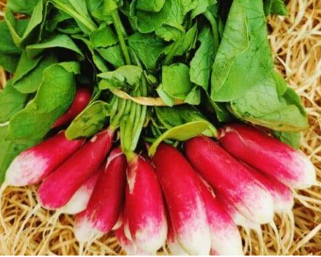 Radis 1 botte