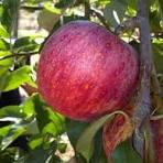 La caisse de Galinette de pomme de 5 kg BIO