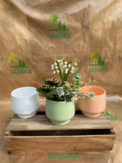 2 Griffes+ Plante Fleurie+ Plante Verte