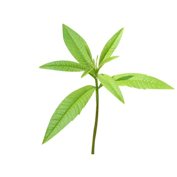 Gamme savoureuse verveine 500ml