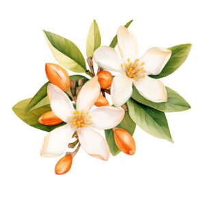 Gamme savoureuse fleurs d'oranger 500ml