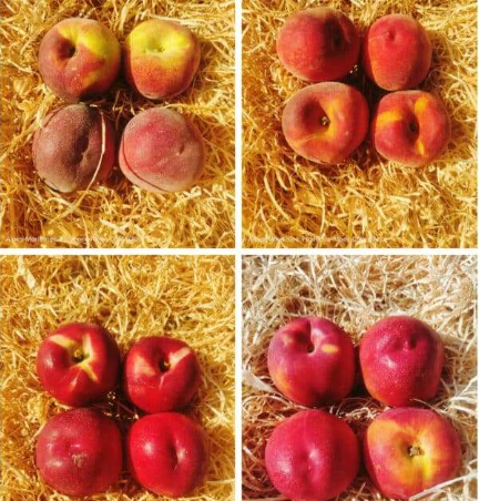 Mixte pêches nectarines Kg