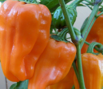 Poivron marseillais Kgg