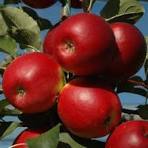 POMME CRIMSON BIO Rouge légèrement acidulée filet de 8 kg