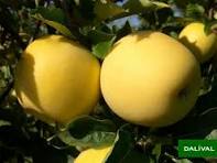 POMME INOGO BIO Jaune, sucrée et parfumée filet de 8 kg