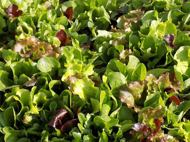 Mesclun Kg