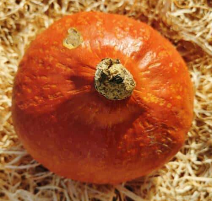 Potimarron env 1.6 Kg