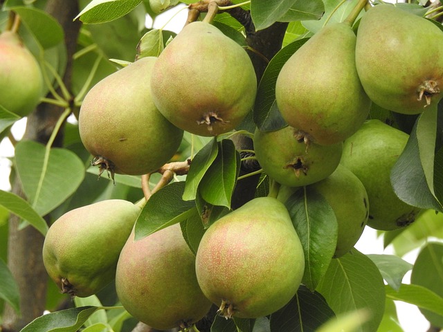5 Kg poires de saison