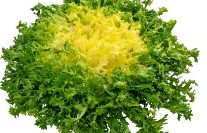 Frisée pce