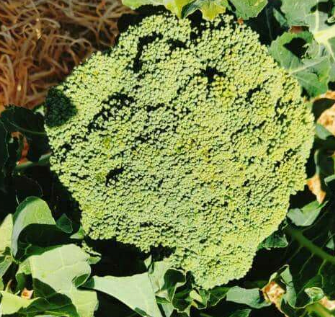 Brocoli Kg