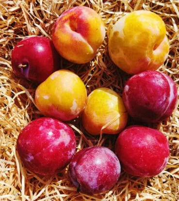 5 Kg Prunes de saison