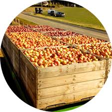 La caisse de pommes de 7.5kg