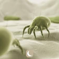 Traitement anti acarien