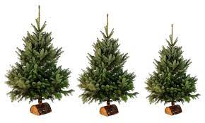 Sapin Nordmann 100/125 cm