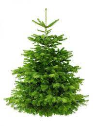 Sapin Nordmann 100/150 cm