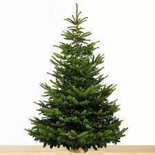 Sapin Nordmann 150/200 cm