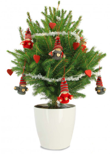 Le mini sapin choupinou avec le pot rouge et décoration avec frais d'envoi