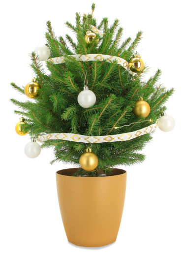 Le mini sapin blanc et or pot blanc et décoration avec frais d'envoi