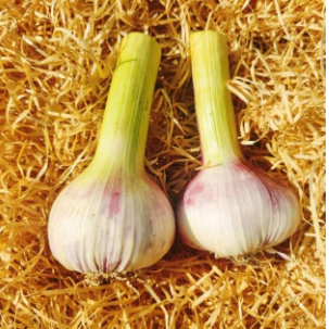 Ail nouveau blanc/violet