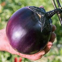 Aubergine