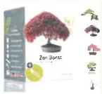 Kit mini Zen Bonsai