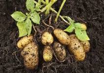 Pommes de Terre  950g