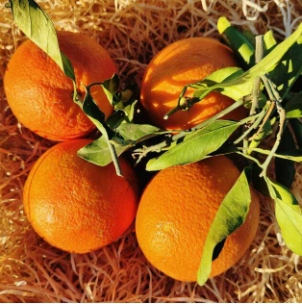 Oranges feuilles