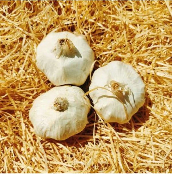 Ail frais 3 têtes