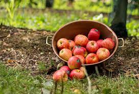 La caisse de pomme de 13 kg