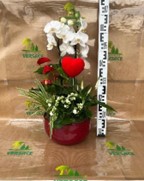 ORCHIDEE+ANTHURIUM 68.00€