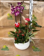 ORCHIDEE+ANTHURIUM 68.00€