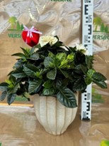 CACHE POT SANS GARDENIA  17.90€